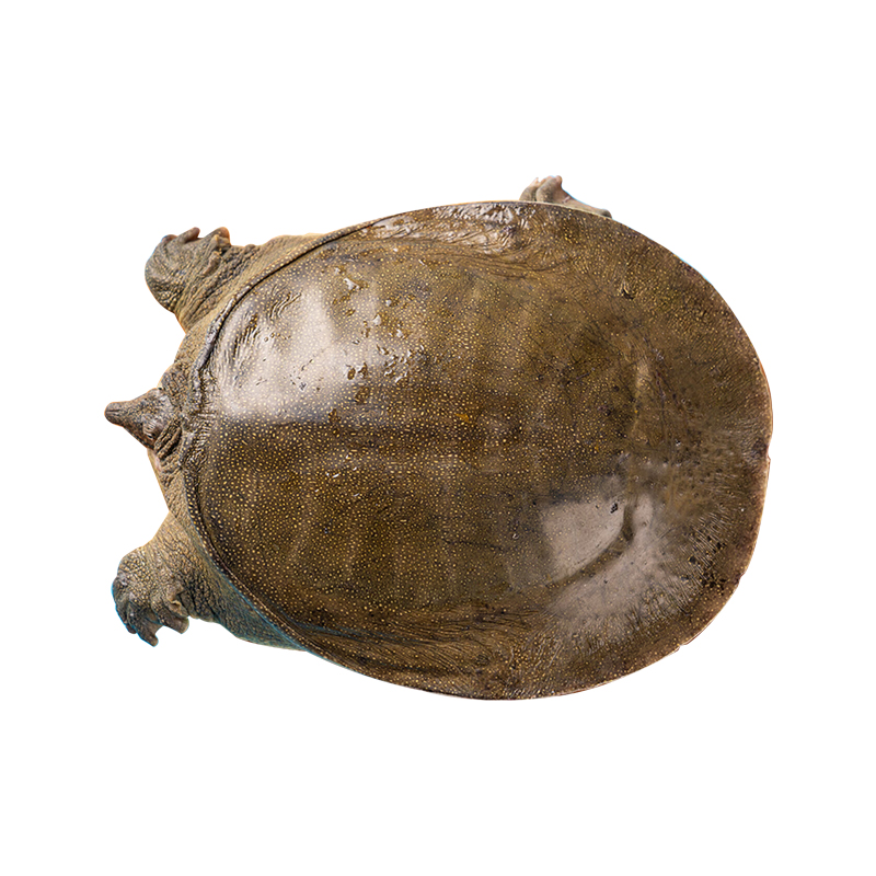 鲜禾鲜 5-6斤 生态甲鱼 野外塘养团鱼 计价单位:只